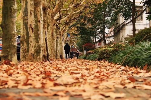 上海“落叶不扫”景观道路启动_45条道路秋韵正浓(落葉景觀道路)