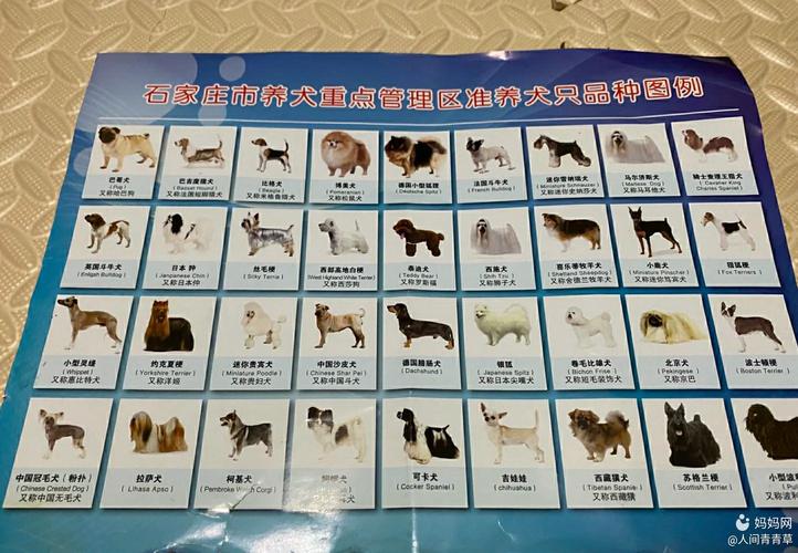 定了！石家庄这36种狗狗可以养......(狗狗定瞭養犬)