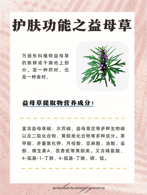 自然流产可以吃益母草吗益母草的功效(益母草作用抑制)