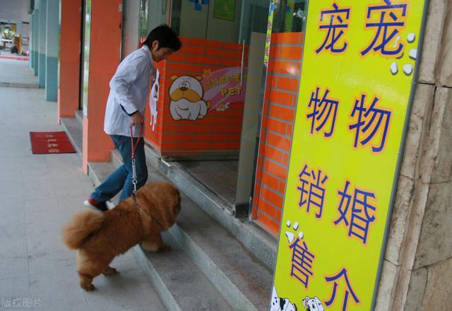 1个冷门但暴利的小生意_3年一套房(寵物冷門暴利)