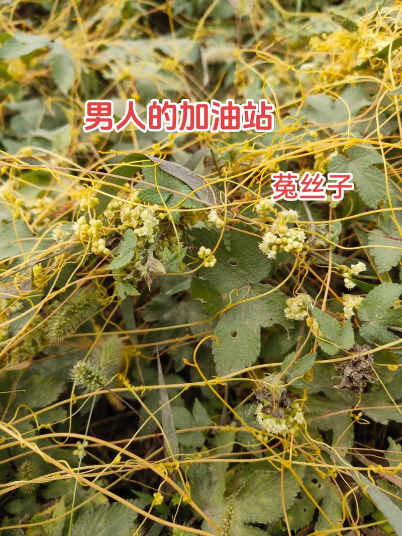 “植物界的吸血鬼”、“豆阎王”却是男人的加油站_女人的美容院(菟絲子閻王卻是)