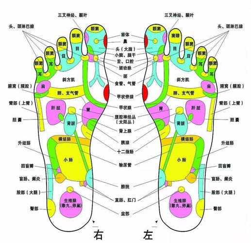 学中医的入门之法是足底按摩(中醫足底按摩)