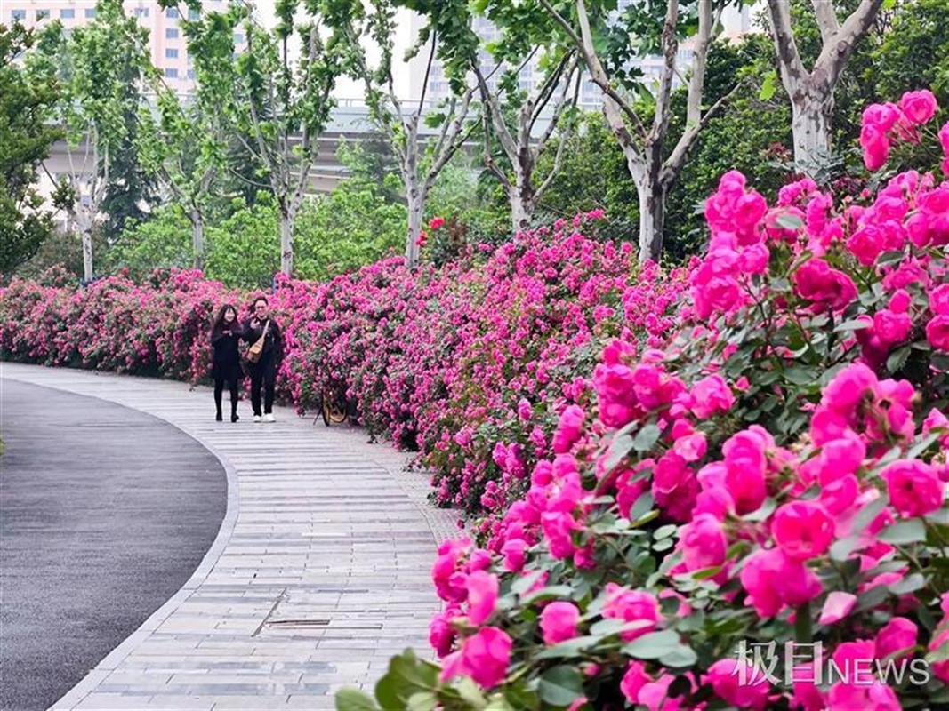 春日正好 邀你来打卡南京“万米花墙”(花墻萬米月季)