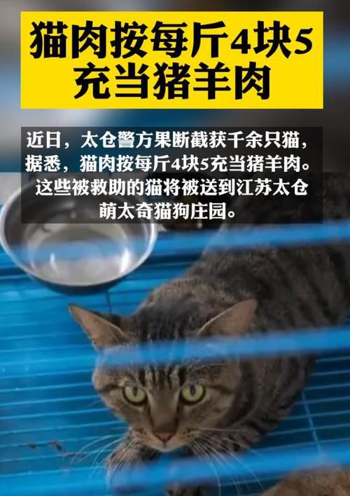 猫肉按每斤4块5充当猪羊肉_张家港市警方果断截获千余只猫(貓咪截獲羊肉)